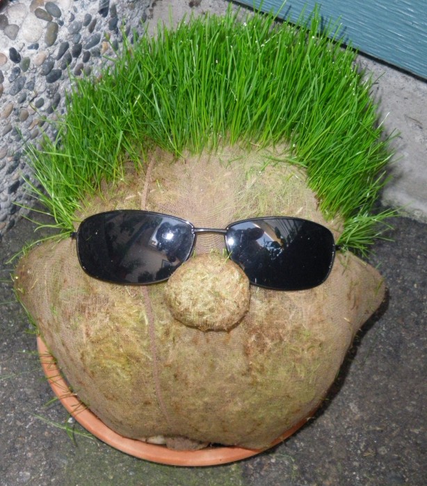 A DIY Chia Head with Sunglasses (his name is Ray)